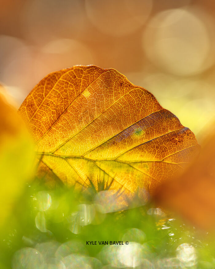 Beauty of Nature in Autumn By Kyle van Bavel