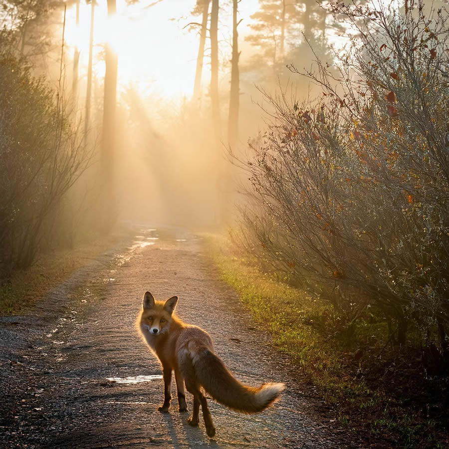 Nature Photography Of Animals And Landscapes By Michal Janda