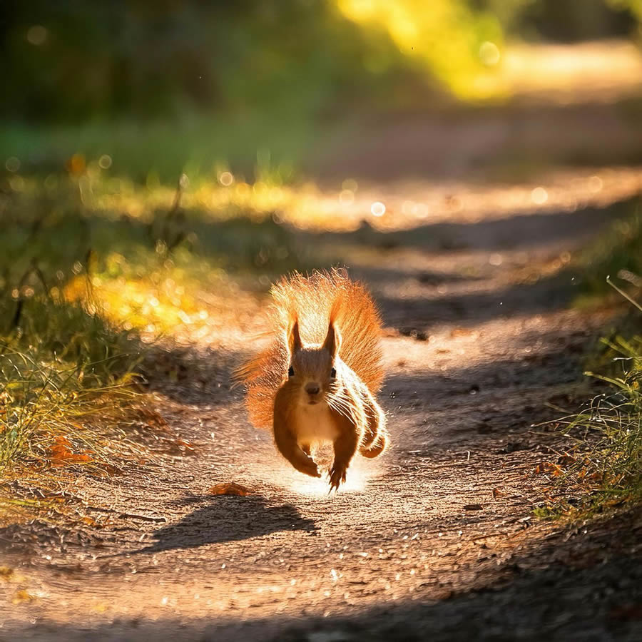 Nature Photography Of Animals And Landscapes By Michal Janda