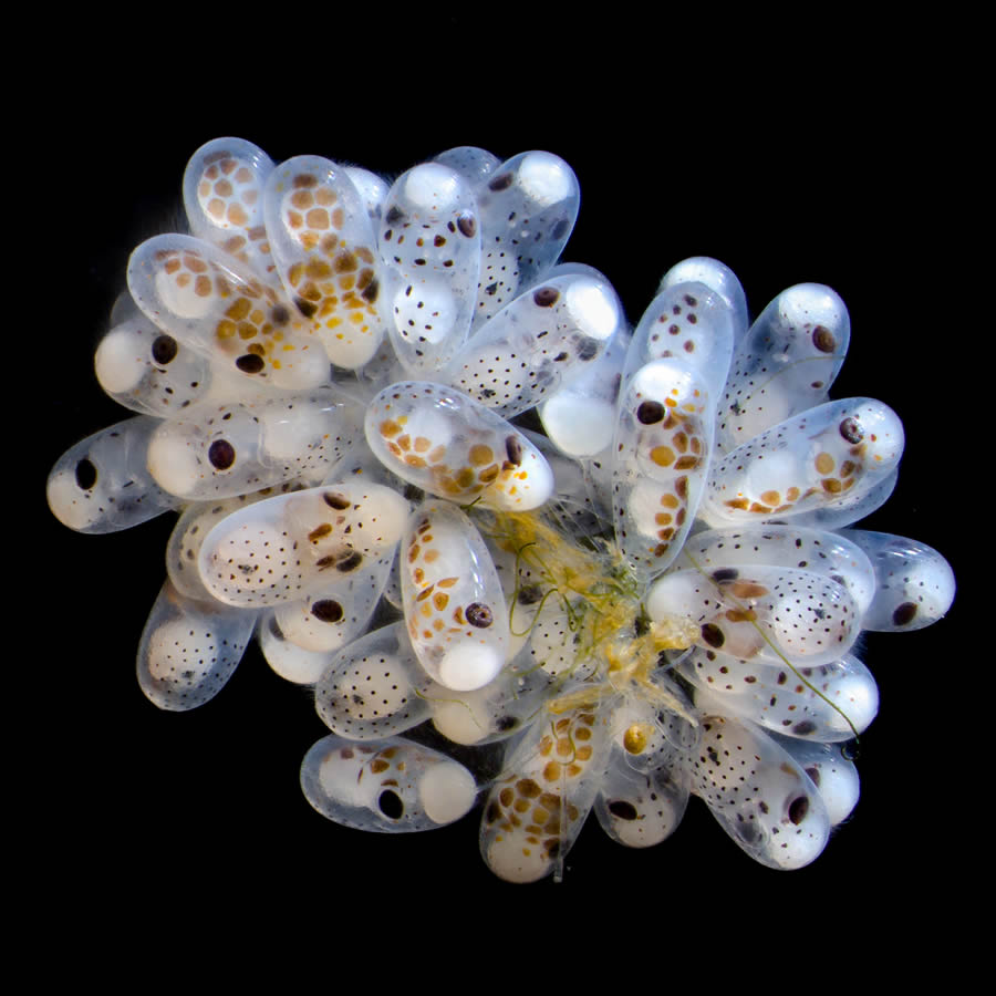 2024 Nikon Small World Photomicrography Competition Winners