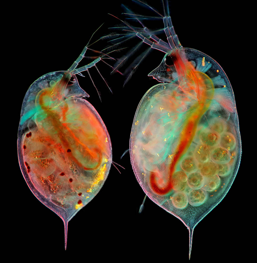 2024 Nikon Small World Photomicrography Competition Winners