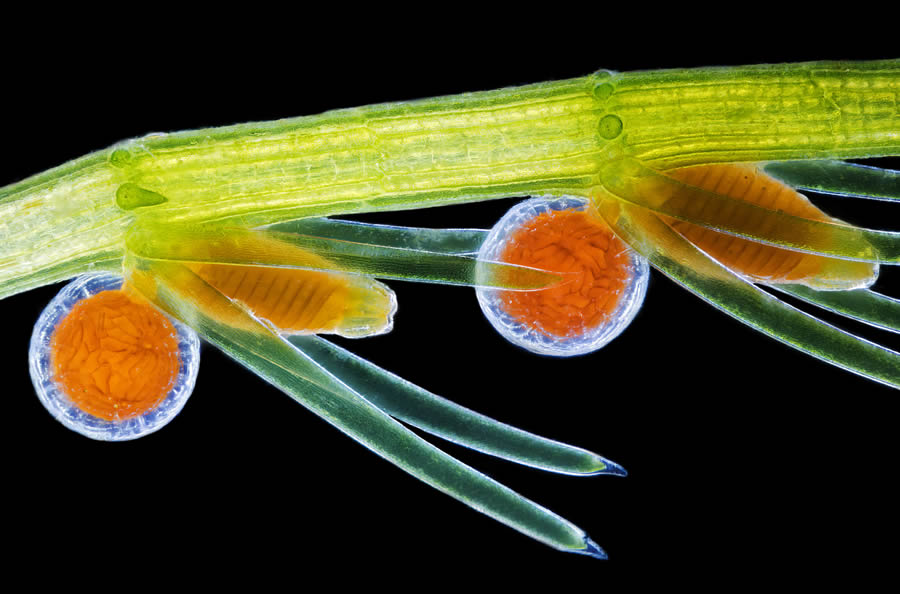 2024 Nikon Small World Photomicrography Competition Winners