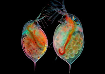 2024 Nikon Small World Photomicrography Competition Winners