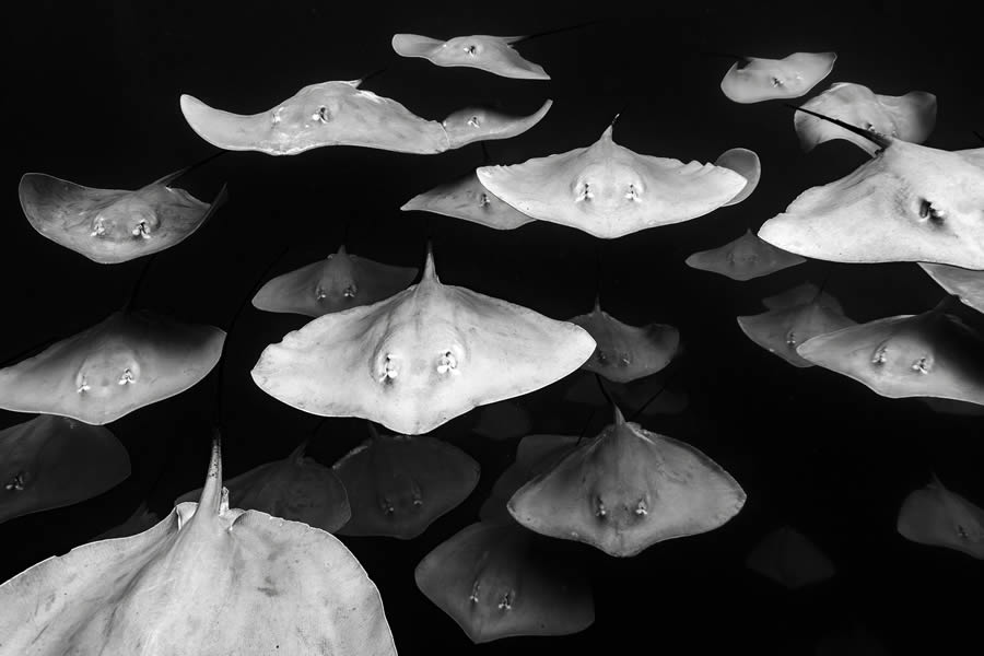 reFocus Black And White Nature Photography Awards