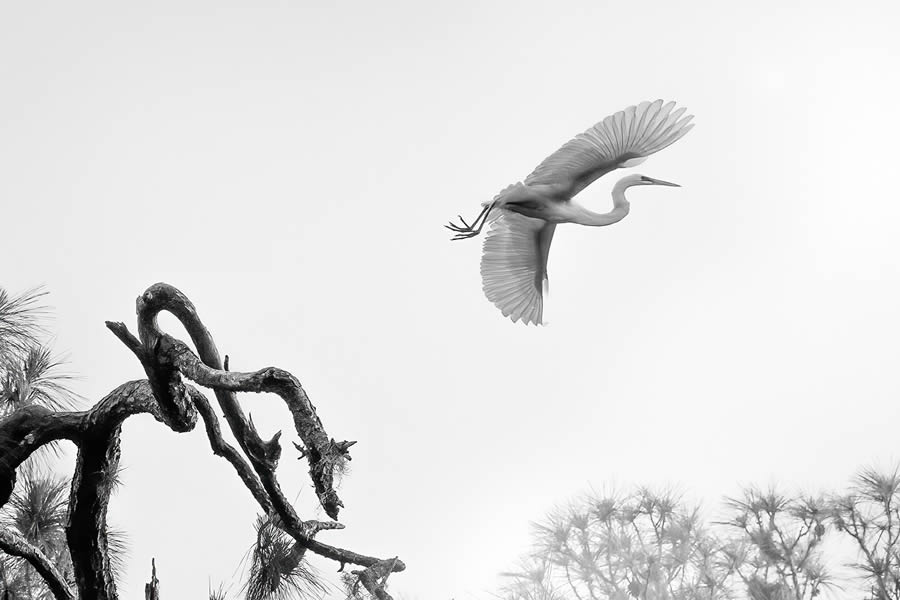 reFocus Black And White Nature Photography Awards