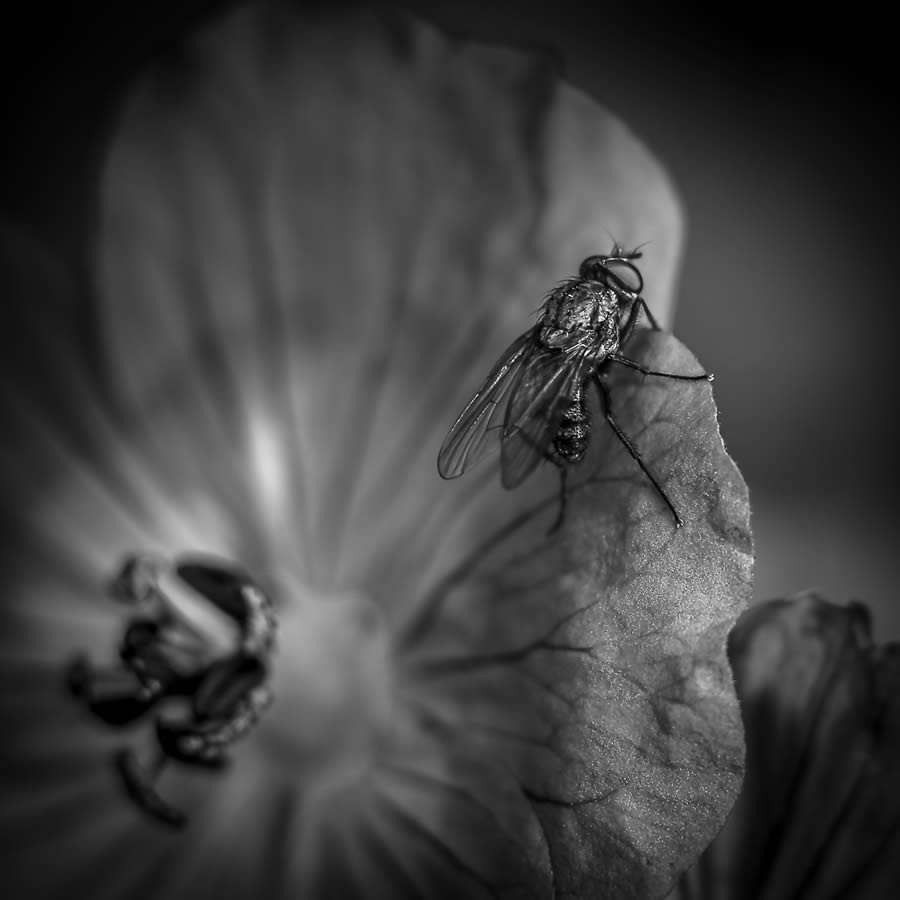 reFocus Black And White Nature Photography Awards