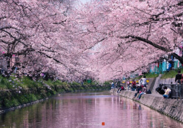 Sakura in Full Bloom Across Japan by Hidenobu Suzuki