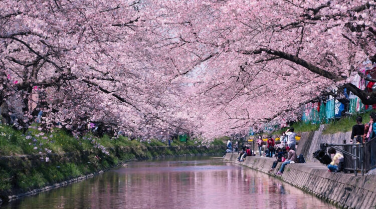 Sakura in Full Bloom Across Japan by Hidenobu Suzuki