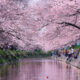 Sakura in Full Bloom Across Japan by Hidenobu Suzuki