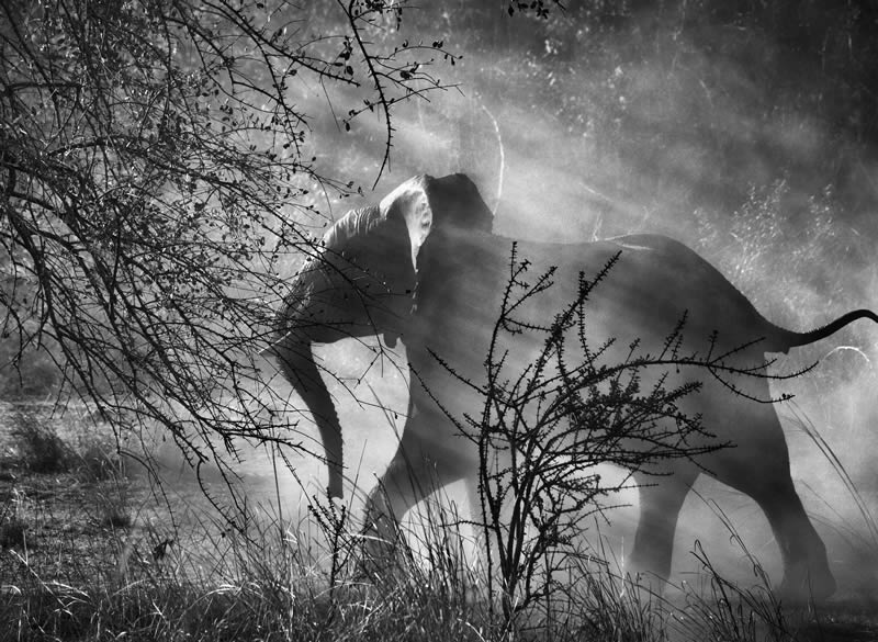 Sebastiao Salgado Master Photographer