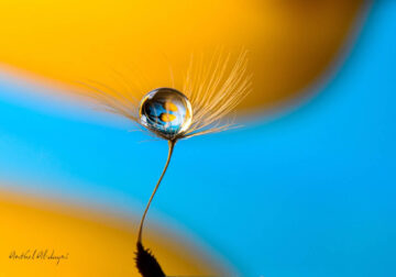 Water Droplets Macro Photography