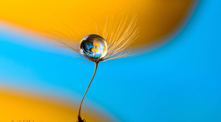 Water Droplets Macro Photography