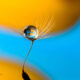 Water Droplets Macro Photography