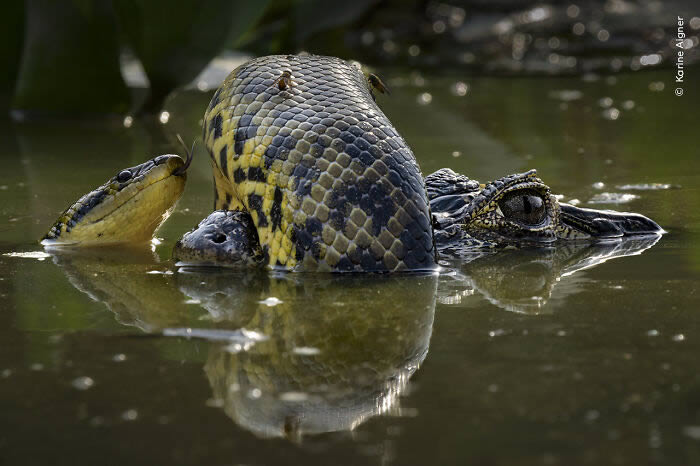 2024 Wildlife Photographer of the Year Winners