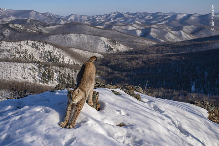 2024 Wildlife Photographer of the Year Winners