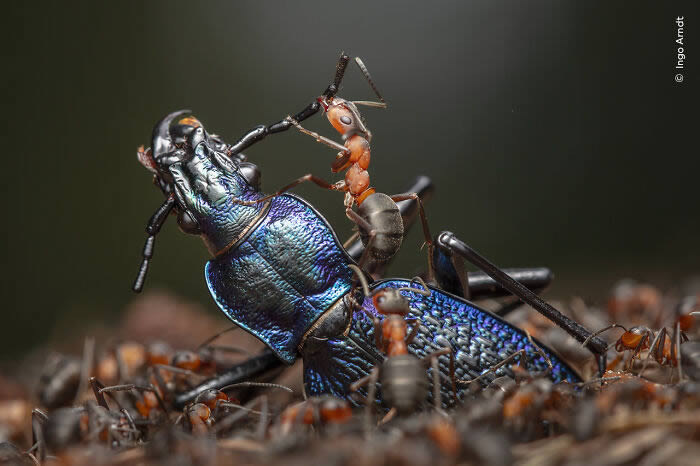 2024 Wildlife Photographer of the Year Winners