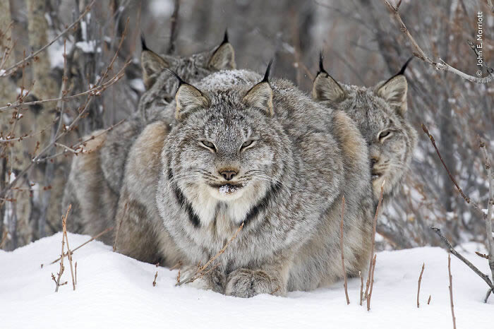 2024 Wildlife Photographer of the Year Winners