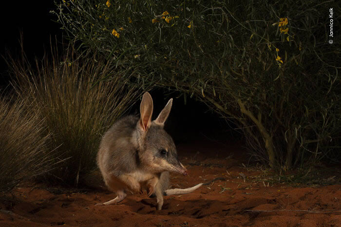 2024 Wildlife Photographer of the Year Winners