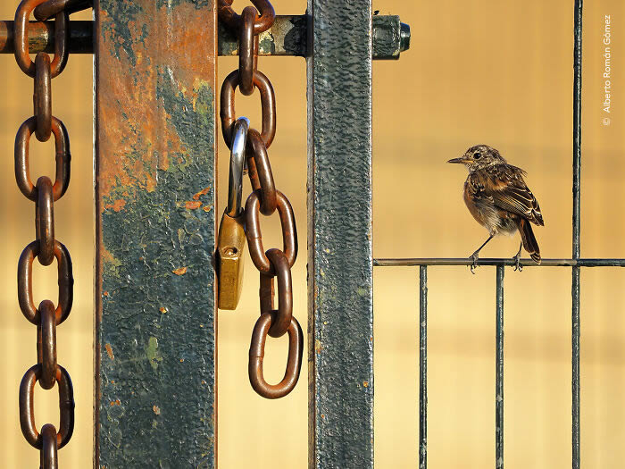 Young Award-Winning Wildlife Photographers in 2024