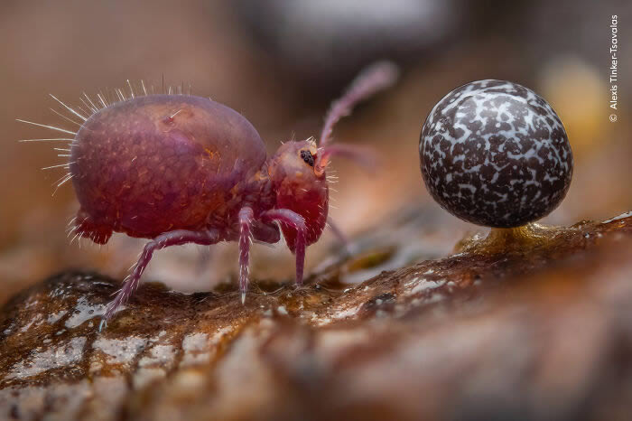 Young Award-Winning Wildlife Photographers in 2024