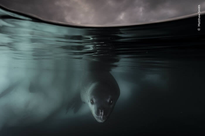 2024 Wildlife Photographer of the Year Winners