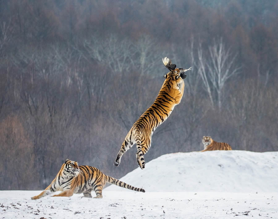 Wildlife Photography By Andrey Gudkov