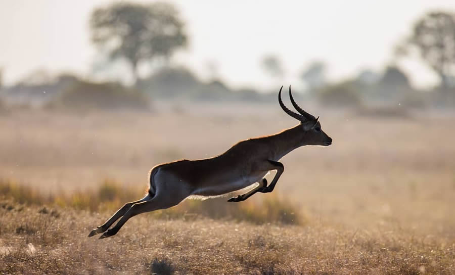 Wildlife Photography By Andrey Gudkov