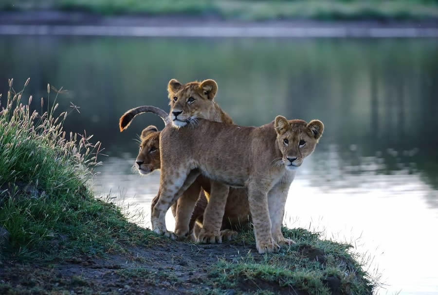 Wildlife Photography By Andrey Gudkov