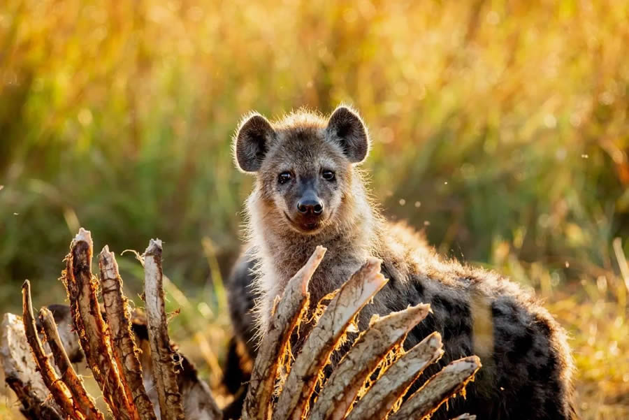 Wildlife Photography By Andrey Gudkov