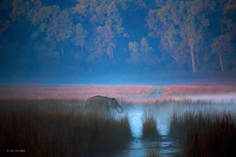 Wildlife Photography by Sachin Rai