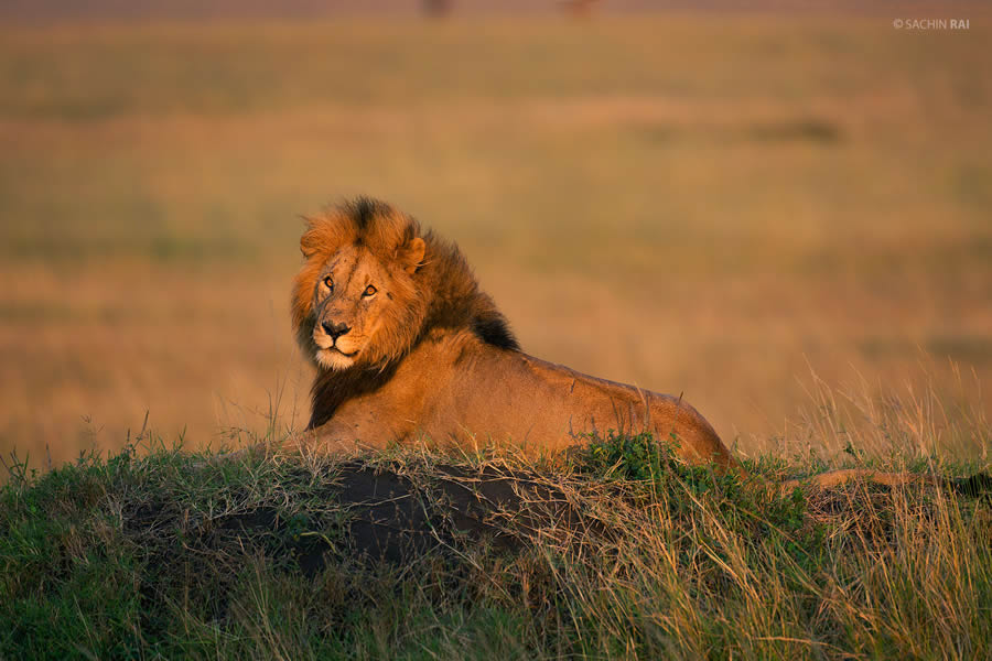 Wildlife Photography by Sachin Rai