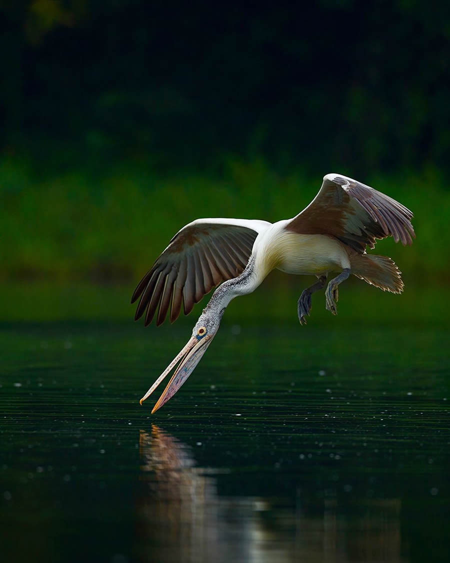 Wildlife Photography by Sachin Rai