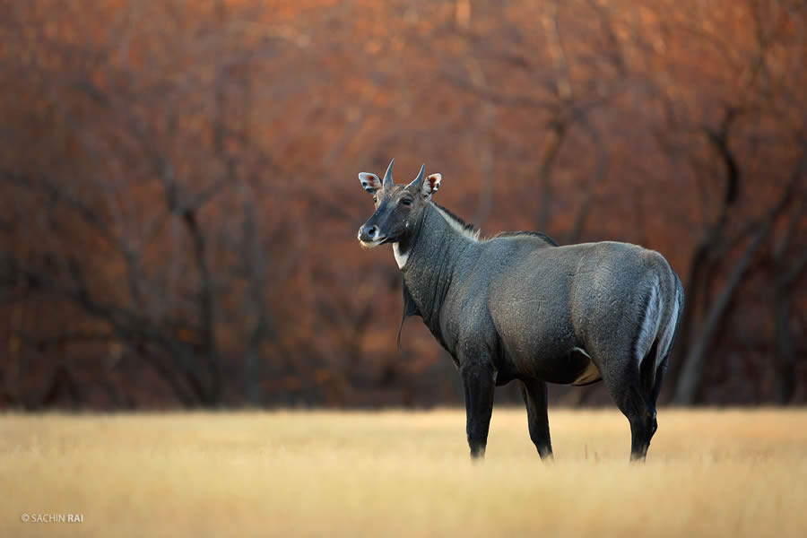 Wildlife Photography by Sachin Rai