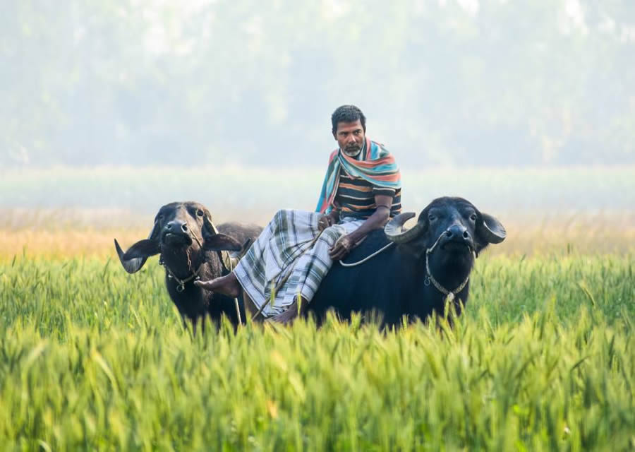 Essence of Daily Life in Bangladesh Photography by Abdul Momin