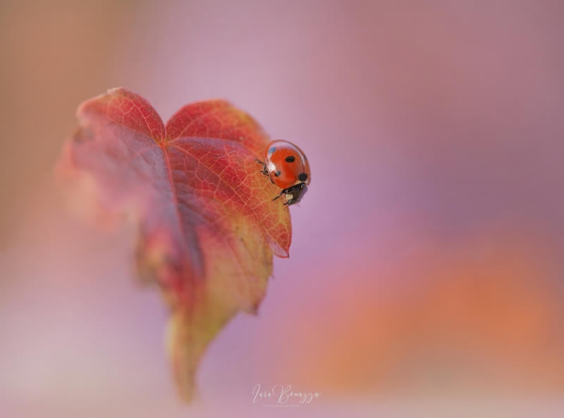 Beautiful Macro Photography by Lara Bonazza