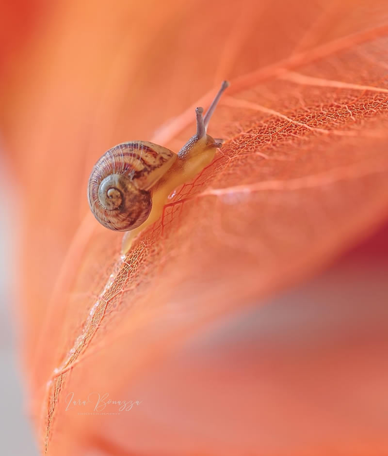 Beautiful Macro Photography by Lara Bonazza