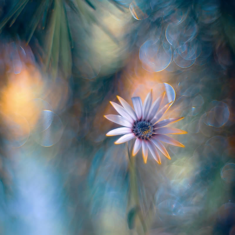 Beautiful Macro Photography by Lara Bonazza