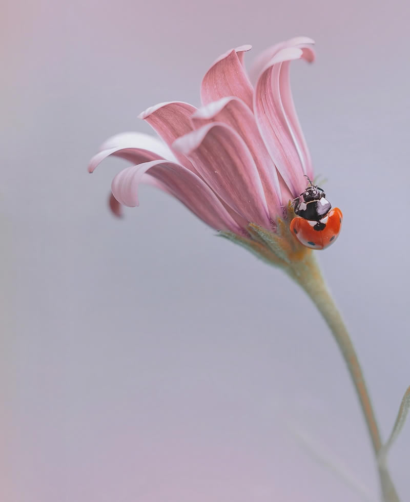 Beautiful Macro Photography by Lara Bonazza