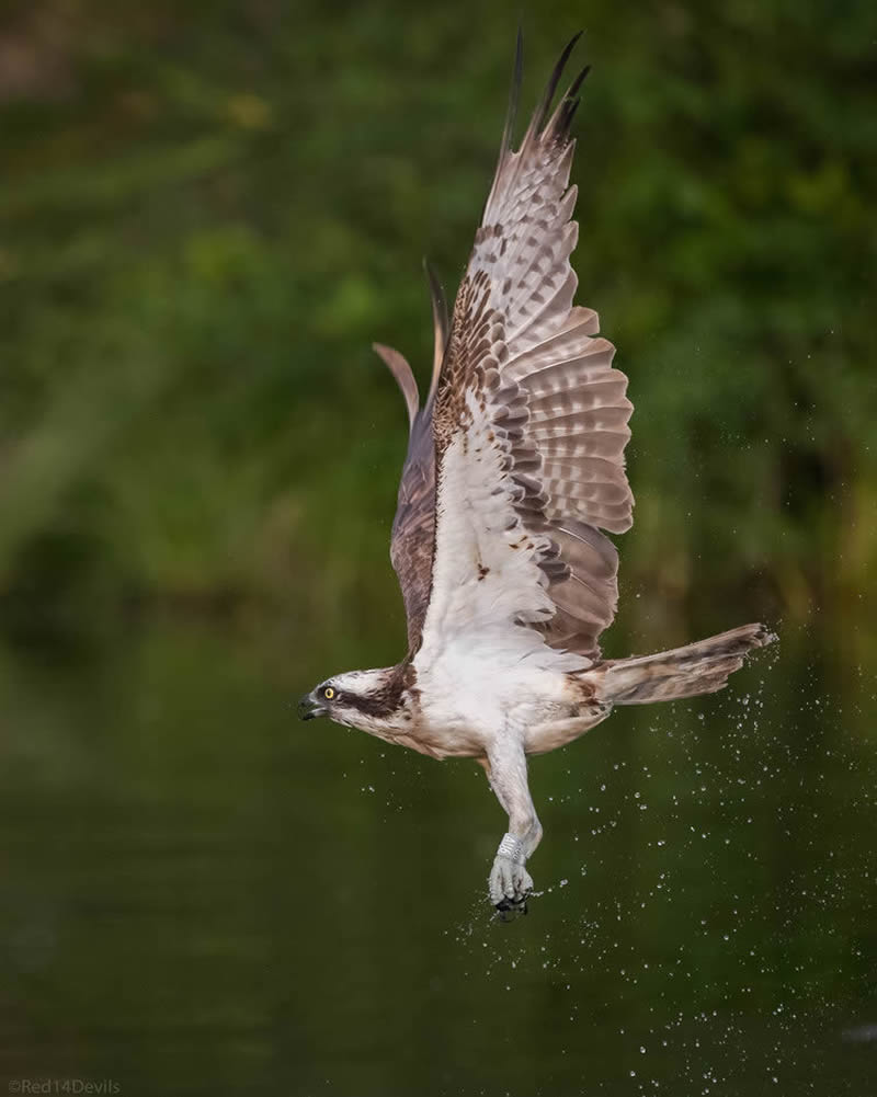 Kuwait Bird Photography by Ali Abdulraheem