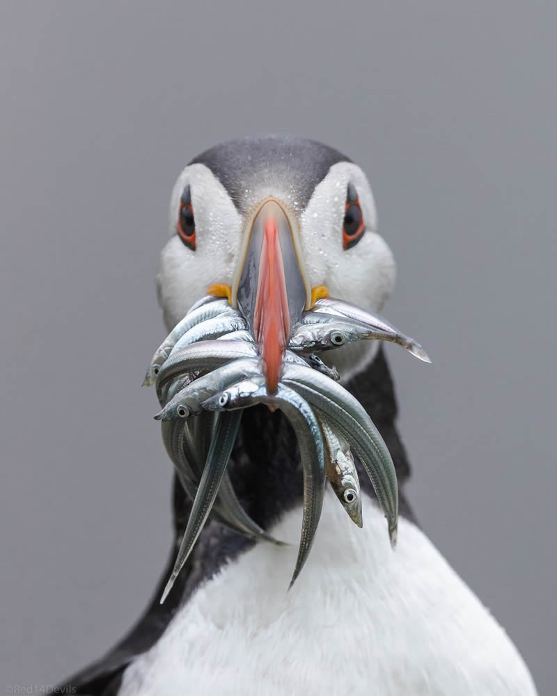 Kuwait Bird Photography by Ali Abdulraheem