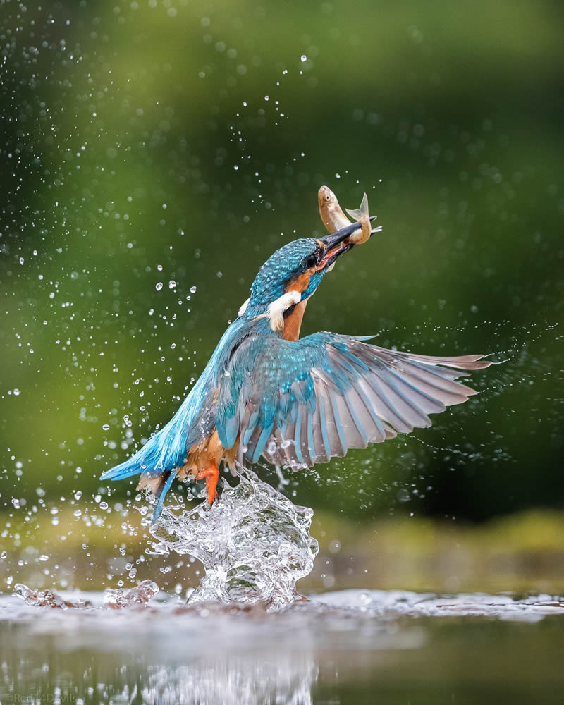 Kuwait Bird Photography by Ali Abdulraheem