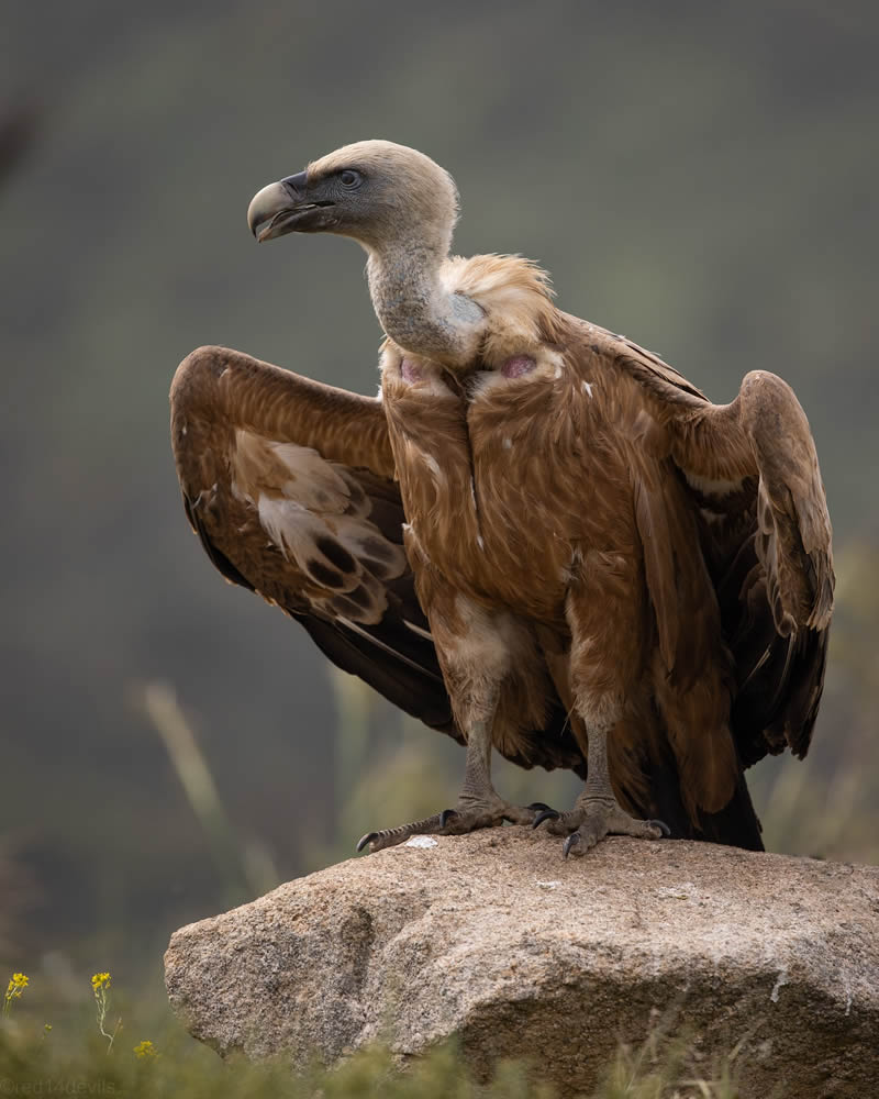 Kuwait Bird Photography by Ali Abdulraheem