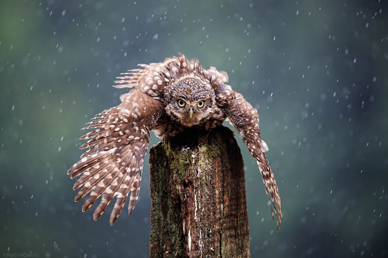 Kuwait Bird Photography by Ali Abdulraheem