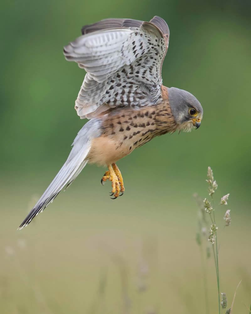 Kuwait Bird Photography by Ali Abdulraheem