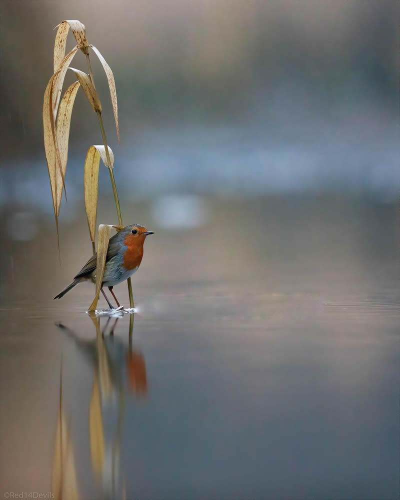 Kuwait Bird Photography by Ali Abdulraheem