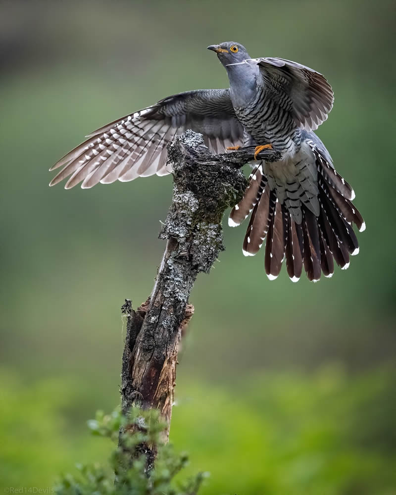 Kuwait Bird Photography by Ali Abdulraheem