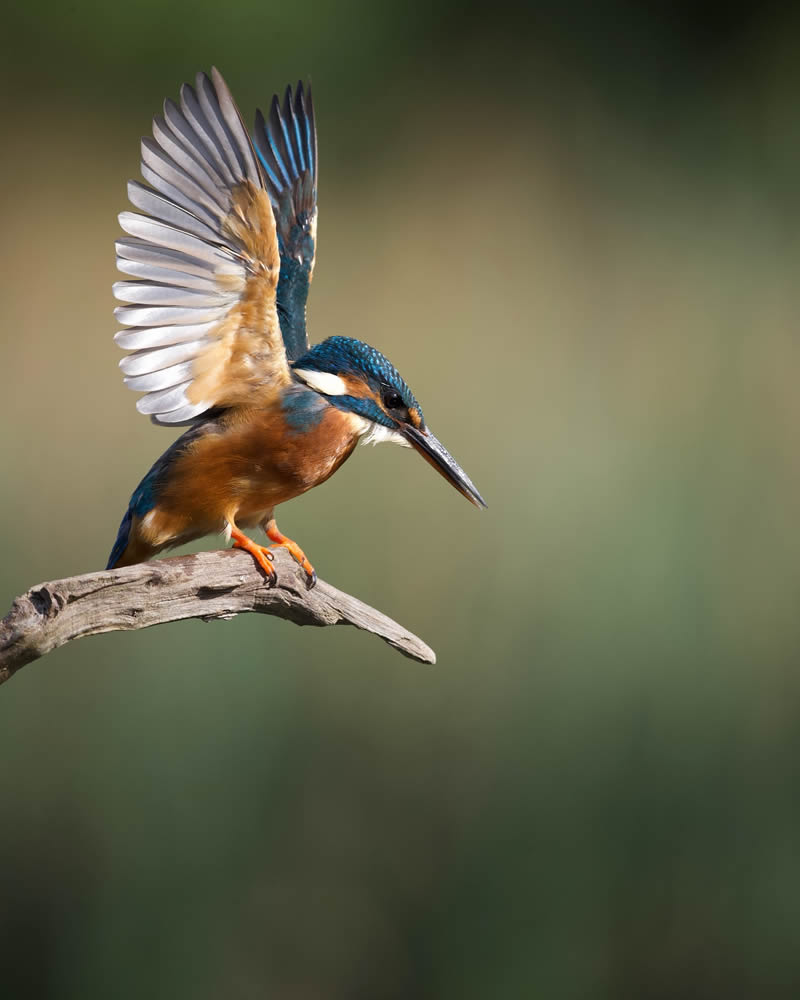 Kuwait Bird Photography by Ali Abdulraheem