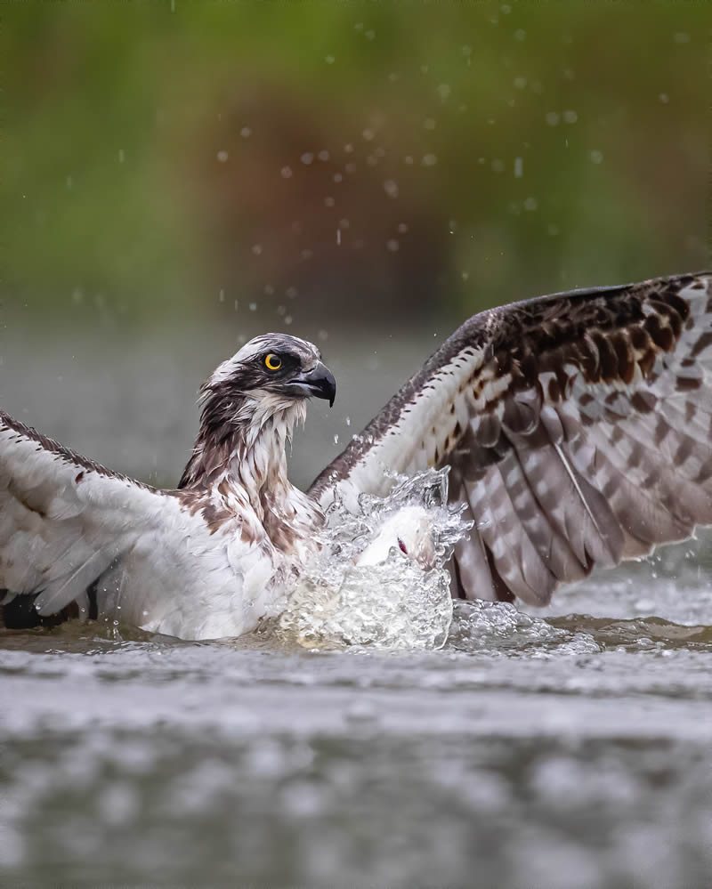 Kuwait Bird Photography by Ali Abdulraheem