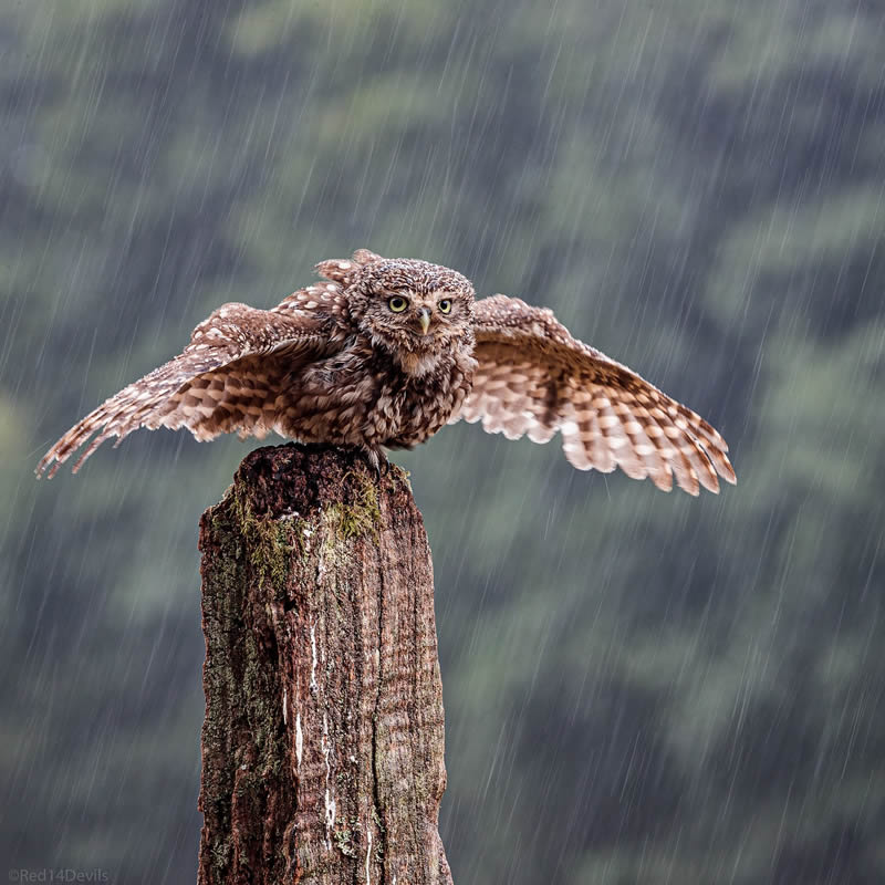 Kuwait Bird Photography by Ali Abdulraheem