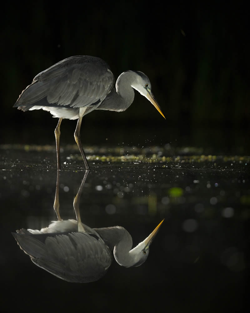 Kuwait Bird Photography by Ali Abdulraheem